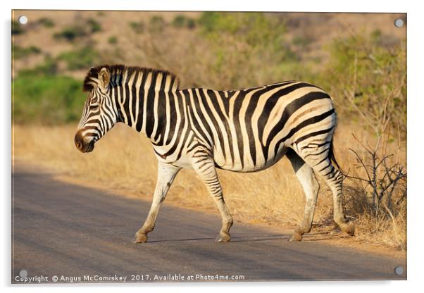 Zebra crossing Acrylic by Angus McComiskey