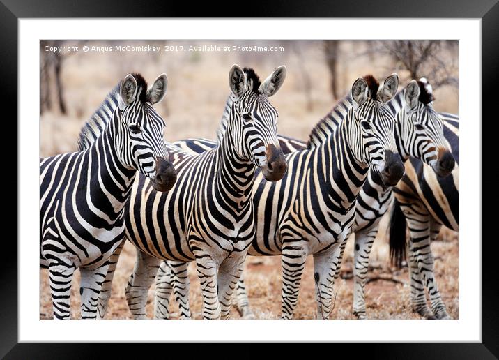 Zebra line up Framed Mounted Print by Angus McComiskey