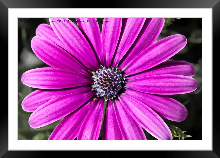 Purple Daisy Framed Mounted Print by Jim Jones