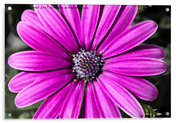 Purple Daisy Acrylic by Jim Jones