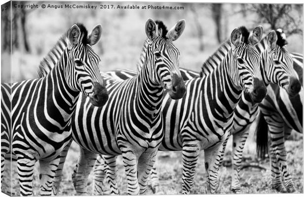 Zebra line up (mono) Canvas Print by Angus McComiskey