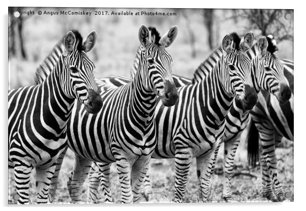 Zebra line up (mono) Acrylic by Angus McComiskey