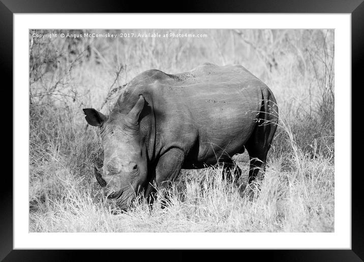 White rhino grazing (mono) Framed Mounted Print by Angus McComiskey