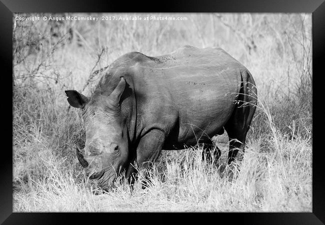 White rhino grazing (mono) Framed Print by Angus McComiskey
