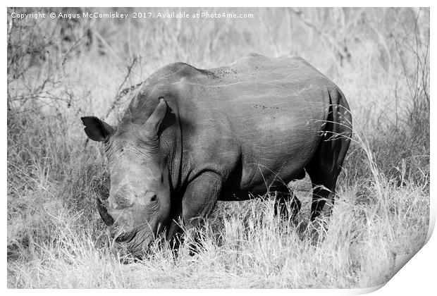 White rhino grazing (mono) Print by Angus McComiskey