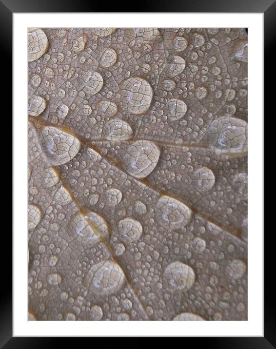 water droplets Framed Mounted Print by Heather Newton