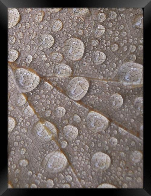 water droplets Framed Print by Heather Newton