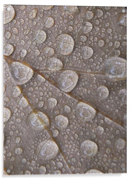 water droplets Acrylic by Heather Newton