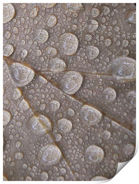 water droplets Print by Heather Newton