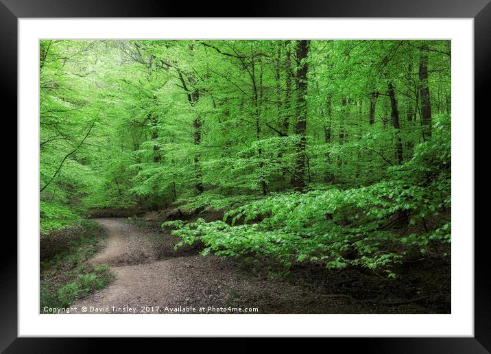 Arching Boughs Framed Mounted Print by David Tinsley