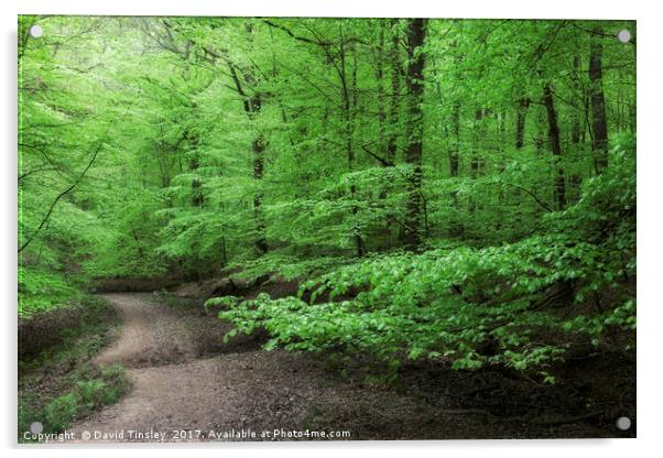 Arching Boughs Acrylic by David Tinsley