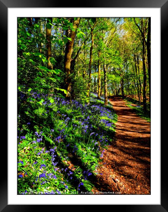 "Path through the Bluebell woods" Framed Mounted Print by ROS RIDLEY