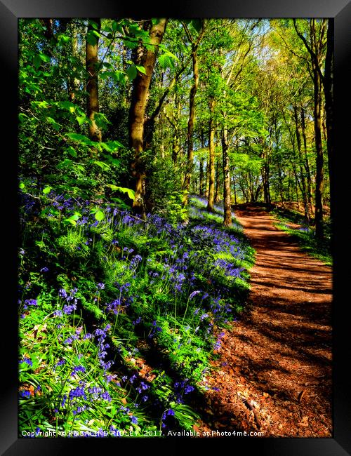 "Path through the Bluebell woods" Framed Print by ROS RIDLEY