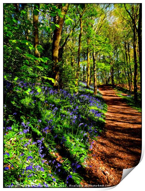 "Path through the Bluebell woods" Print by ROS RIDLEY