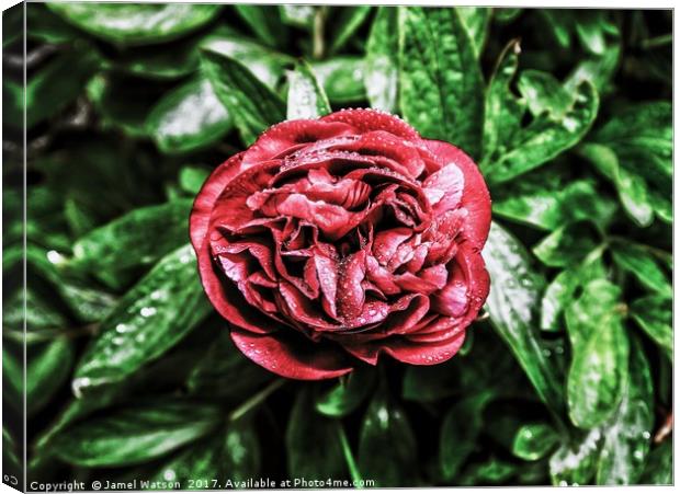 Bright Red Peony  Canvas Print by Jamel Watson