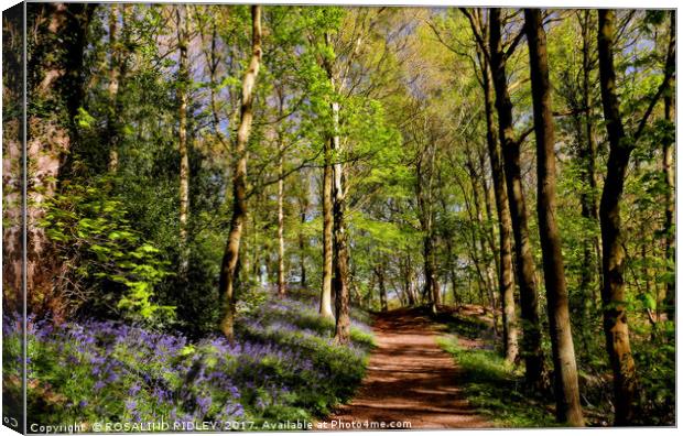 "Sunshine and Shadows in the bluebell wood" Canvas Print by ROS RIDLEY
