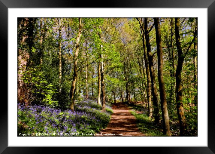 "Sunshine and Shadows in the bluebell wood" Framed Mounted Print by ROS RIDLEY
