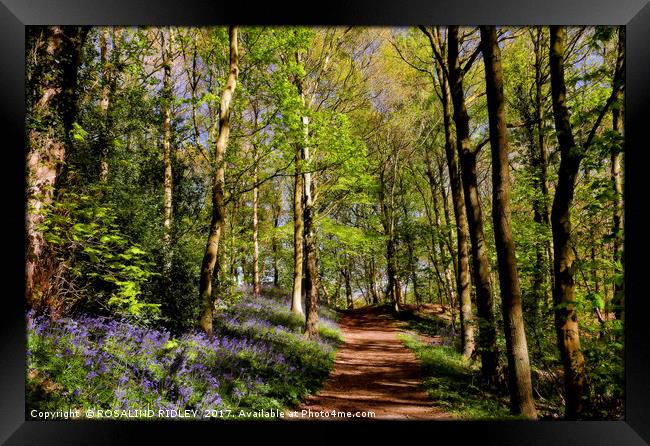 "Sunshine and Shadows in the bluebell wood" Framed Print by ROS RIDLEY