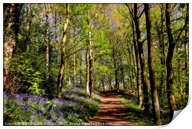 "Sunshine and Shadows in the bluebell wood" Print by ROS RIDLEY