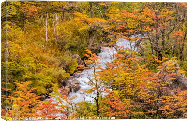 Colored Forest Landscape, Patagonia - Argentina Canvas Print by Daniel Ferreira-Leite