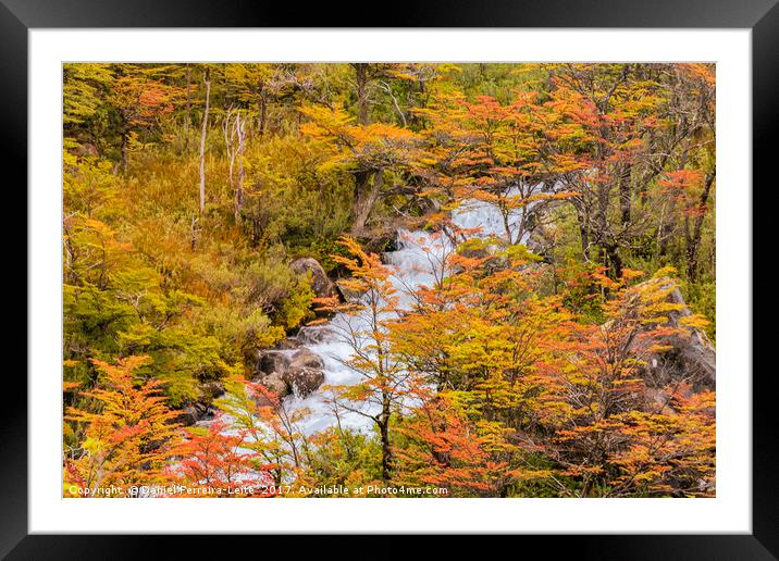 Colored Forest Landscape, Patagonia - Argentina Framed Mounted Print by Daniel Ferreira-Leite