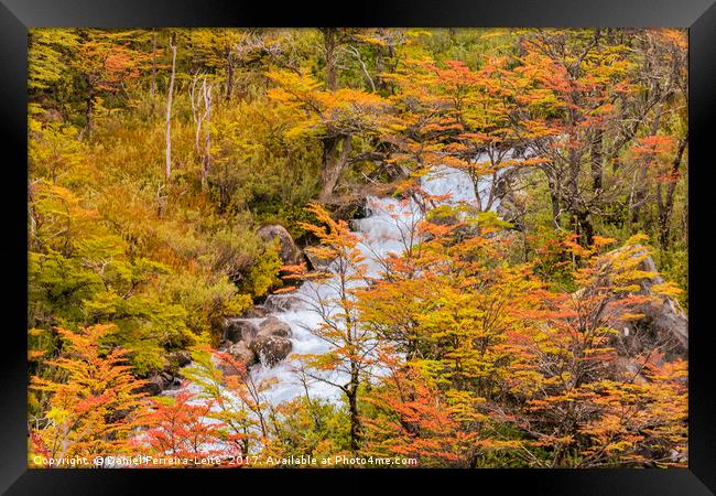 Colored Forest Landscape, Patagonia - Argentina Framed Print by Daniel Ferreira-Leite