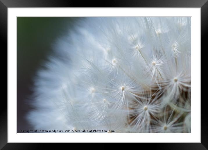 Dandelions Seed Heads Close Up Framed Mounted Print by Tristan Wedgbury