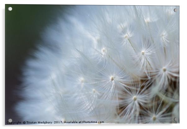 Dandelions Seed Heads Close Up Acrylic by Tristan Wedgbury
