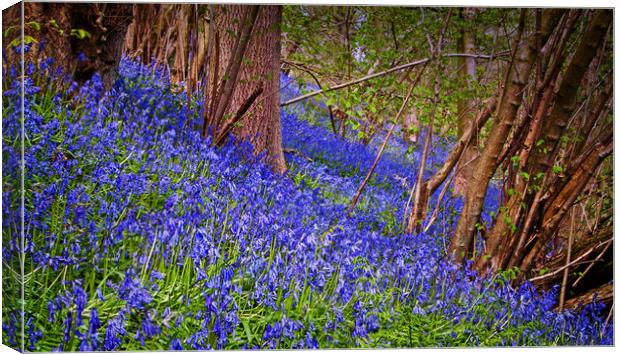 A carpet of bluebells Canvas Print by David McCulloch