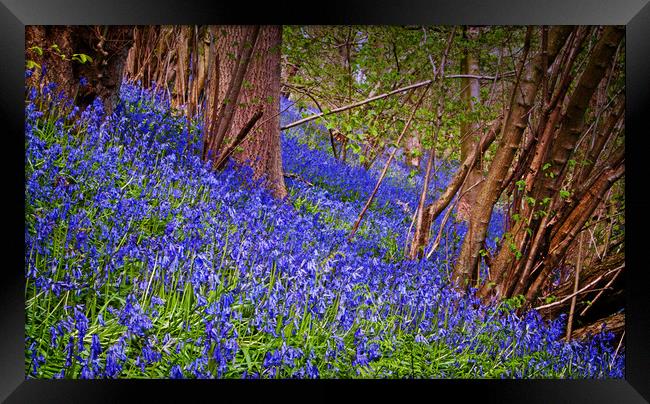 A carpet of bluebells Framed Print by David McCulloch