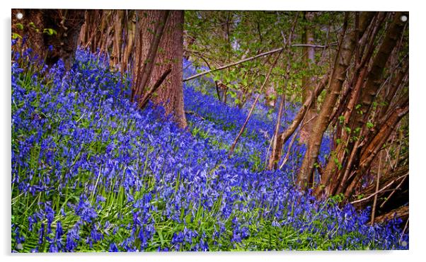 A carpet of bluebells Acrylic by David McCulloch