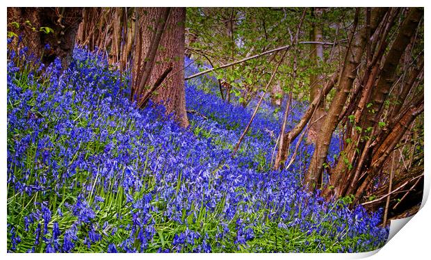 A carpet of bluebells Print by David McCulloch