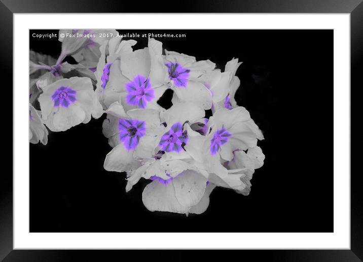 Flowers in summer Framed Mounted Print by Derrick Fox Lomax