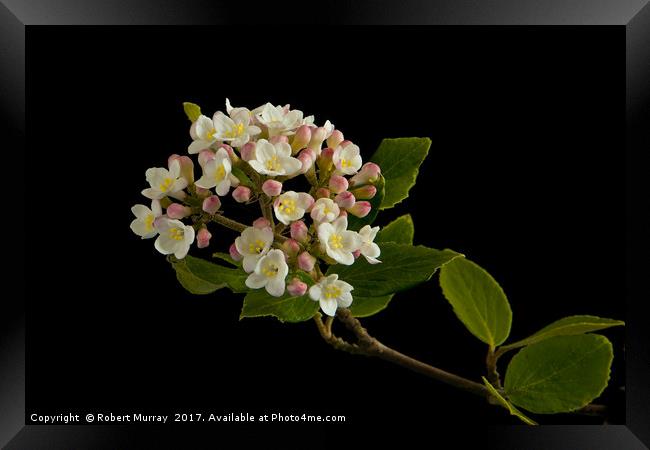 Viburnum Burkwoodii Blossom Framed Print by Robert Murray