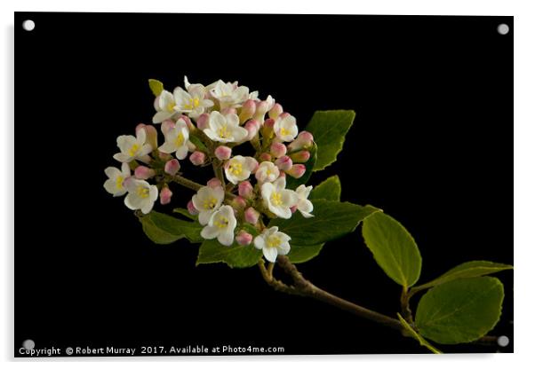 Viburnum Burkwoodii Blossom Acrylic by Robert Murray