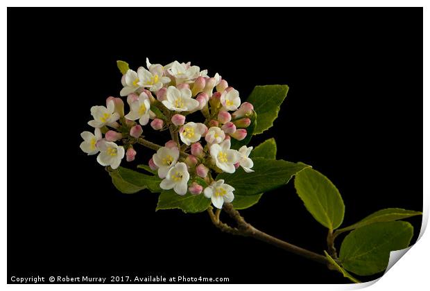 Viburnum Burkwoodii Blossom Print by Robert Murray