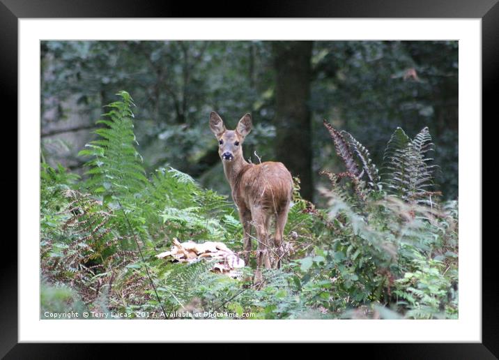 Roe Deer Framed Mounted Print by Terry Lucas