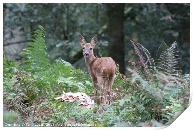 Roe Deer Print by Terry Lucas