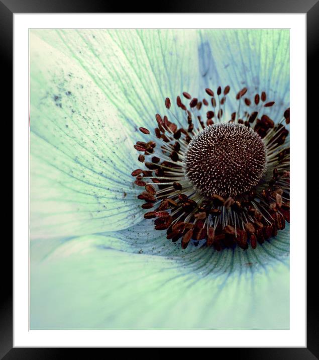pale blue poppy Framed Mounted Print by Heather Newton