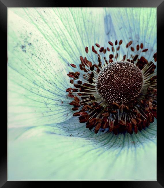 pale blue poppy Framed Print by Heather Newton