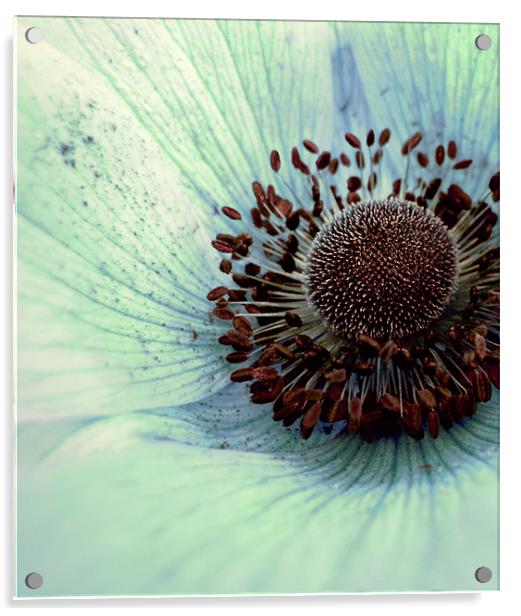 pale blue poppy Acrylic by Heather Newton
