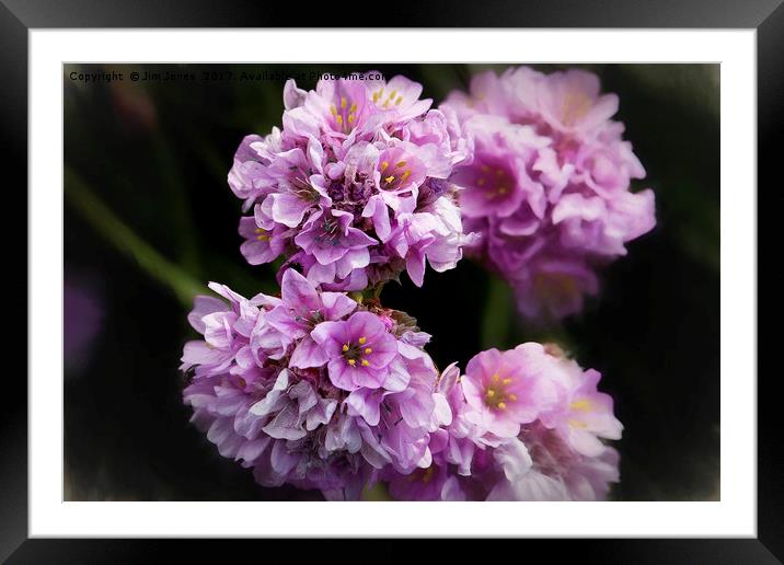 Smudged Sea Thrift Framed Mounted Print by Jim Jones