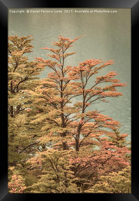 Huemul Lake - Patagonia - Argentina Framed Print by Daniel Ferreira-Leite