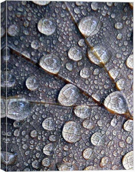 little drops of rain Canvas Print by Heather Newton