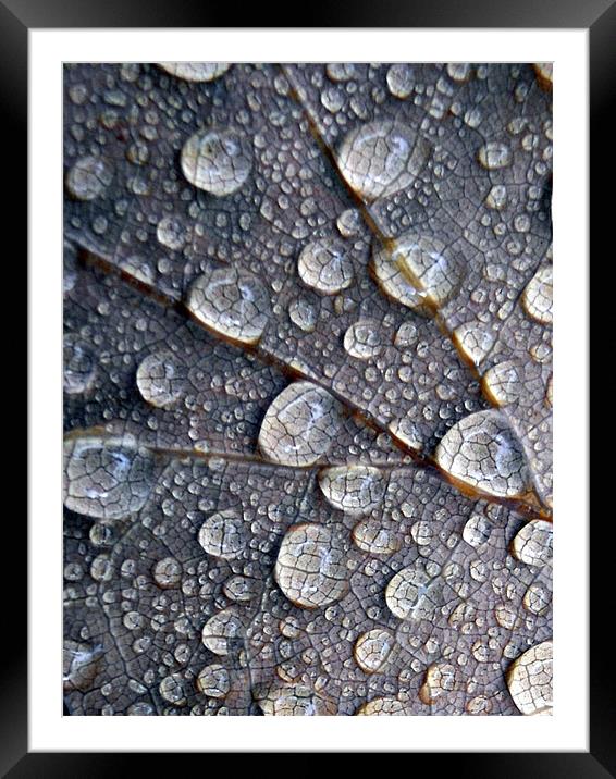 little drops of rain Framed Mounted Print by Heather Newton