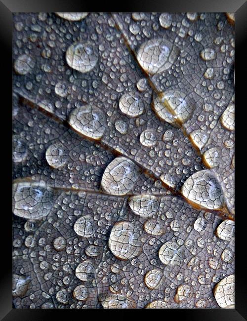 little drops of rain Framed Print by Heather Newton