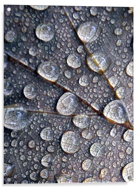 little drops of rain Acrylic by Heather Newton