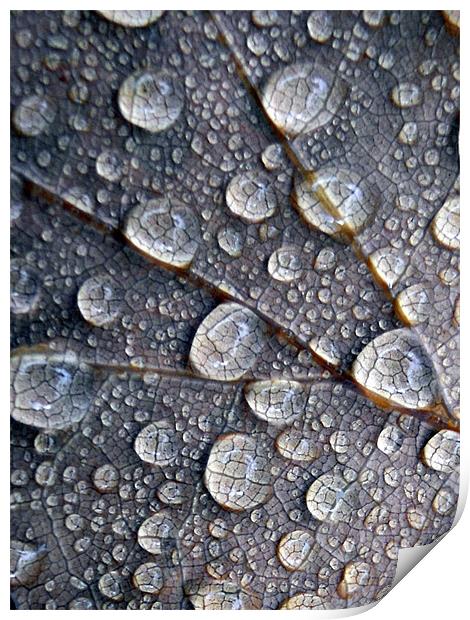 little drops of rain Print by Heather Newton