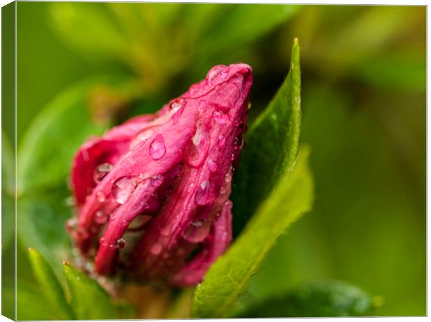 Raindrops on the unopened bud. Canvas Print by Jonathan Thirkell
