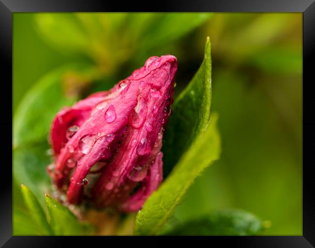 Raindrops on the unopened bud. Framed Print by Jonathan Thirkell